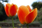 tulip, flower, nature