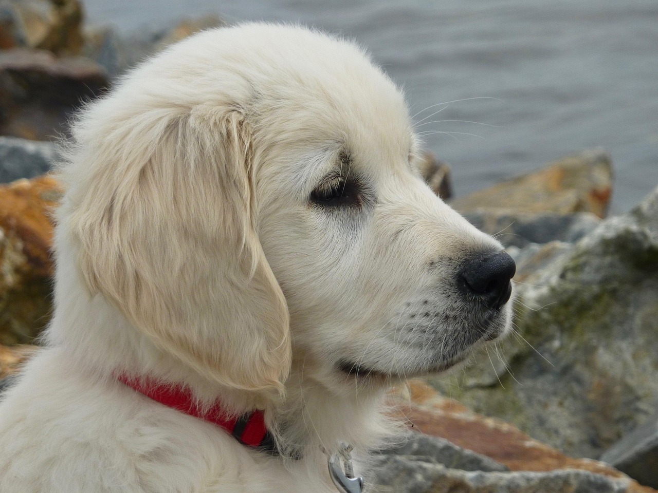 100 Ilmaista Portrait Dog Profile Koira Kuvaa Pixabay