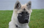 dog, puppy, pup