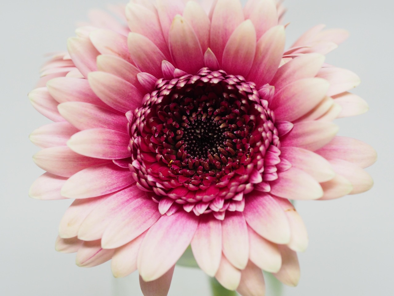 Flower Petal Nature Free photo on Pixabay Pixabay