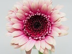 flower, petal, nature