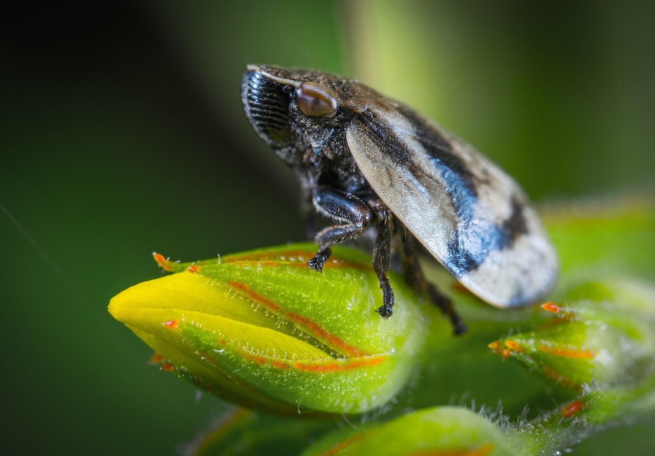 Insect Nature Animals For Ordinary - Free photo on Pixabay - Pixabay