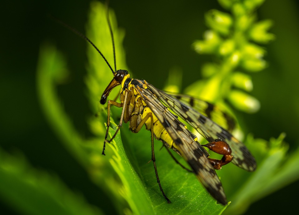 New Insect Insect Nature Wing - Free photo on Pixabay - Pixabay