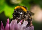 bumblebee, insect, nature