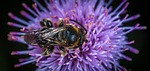 nature, flower, insect