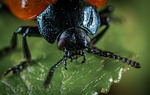 bespozvonochnoe, insect, beetle