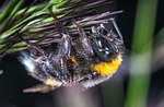 insect, nature, animals