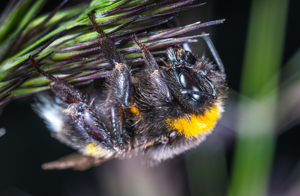 Clean Insect Bilder Insect Nature Animals - Free photo on Pixabay - Pixabay