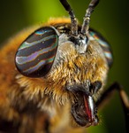 insect, living nature, animals