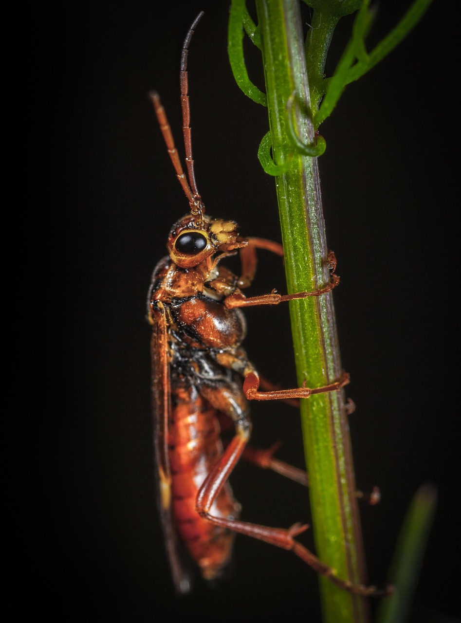 Insect Invertebrate Mustache No - Free photo on Pixabay