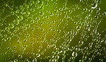 rosa, rain, wet
