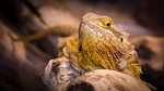 nature, animal world, animal