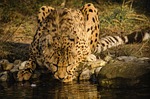 animal world, nature, mammal