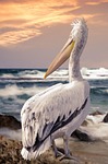 bird, feather, nature