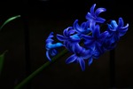 hyacinth, nature, plant
