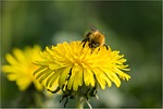 nature, apiformes, insect
