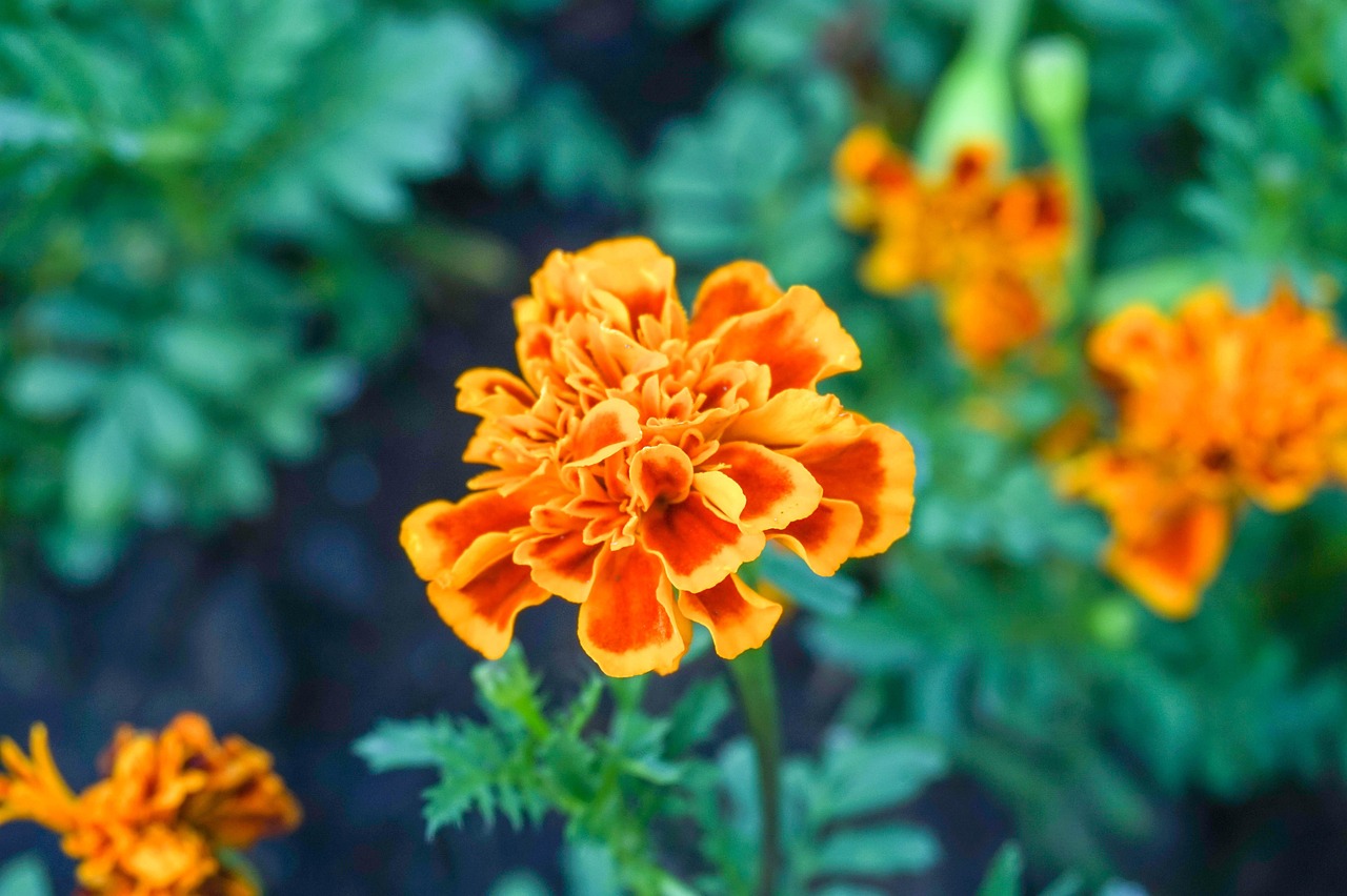 Image showcasing Natural Plant Flowers - Free photo on Pixabay