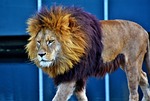 lion, cat, predator