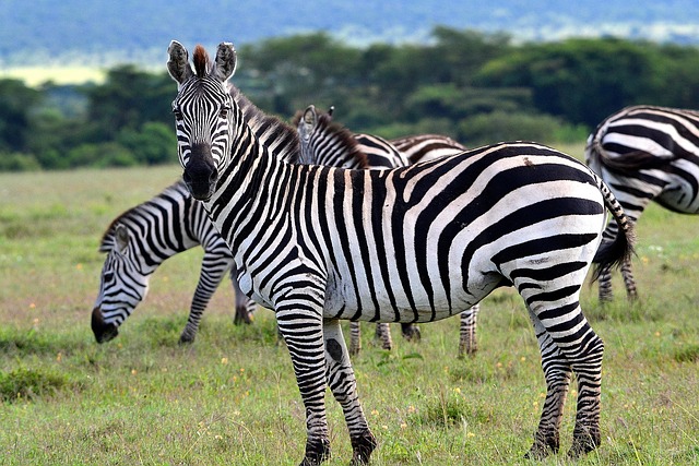 Zv e Afrika Savana Fotografie Zdarma Na Pixabay Zv e Afrika Savana Fotografie Zdarma Na Pixabay