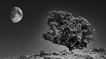 nature, landscape, tree