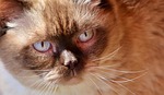 british shorthair, cat, cute