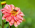 dahlia, flower, blossom