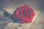 nature, roses, romantic