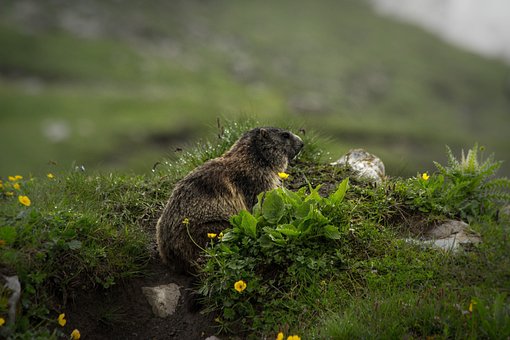 Free Nature Grass photo and picture