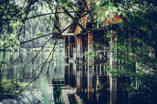 Free Tree Nature photo and picture