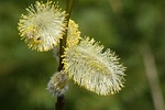 nature, plant, flower