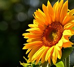 sun flower, summer, garden