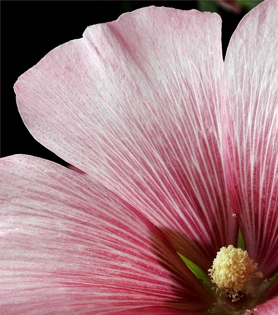 Blomst, Natur, Have, Farve, Makro