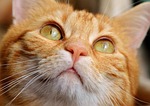 cat, red, cute