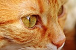 cat, red, cute