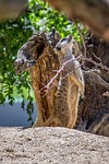 nature, animal world, animal