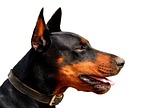 hundeportrait, doberman, dog