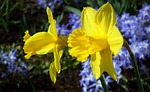 nature, flower, plant