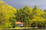 tree, nature, wood