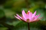 gun cotton pink, the beauty, of nature