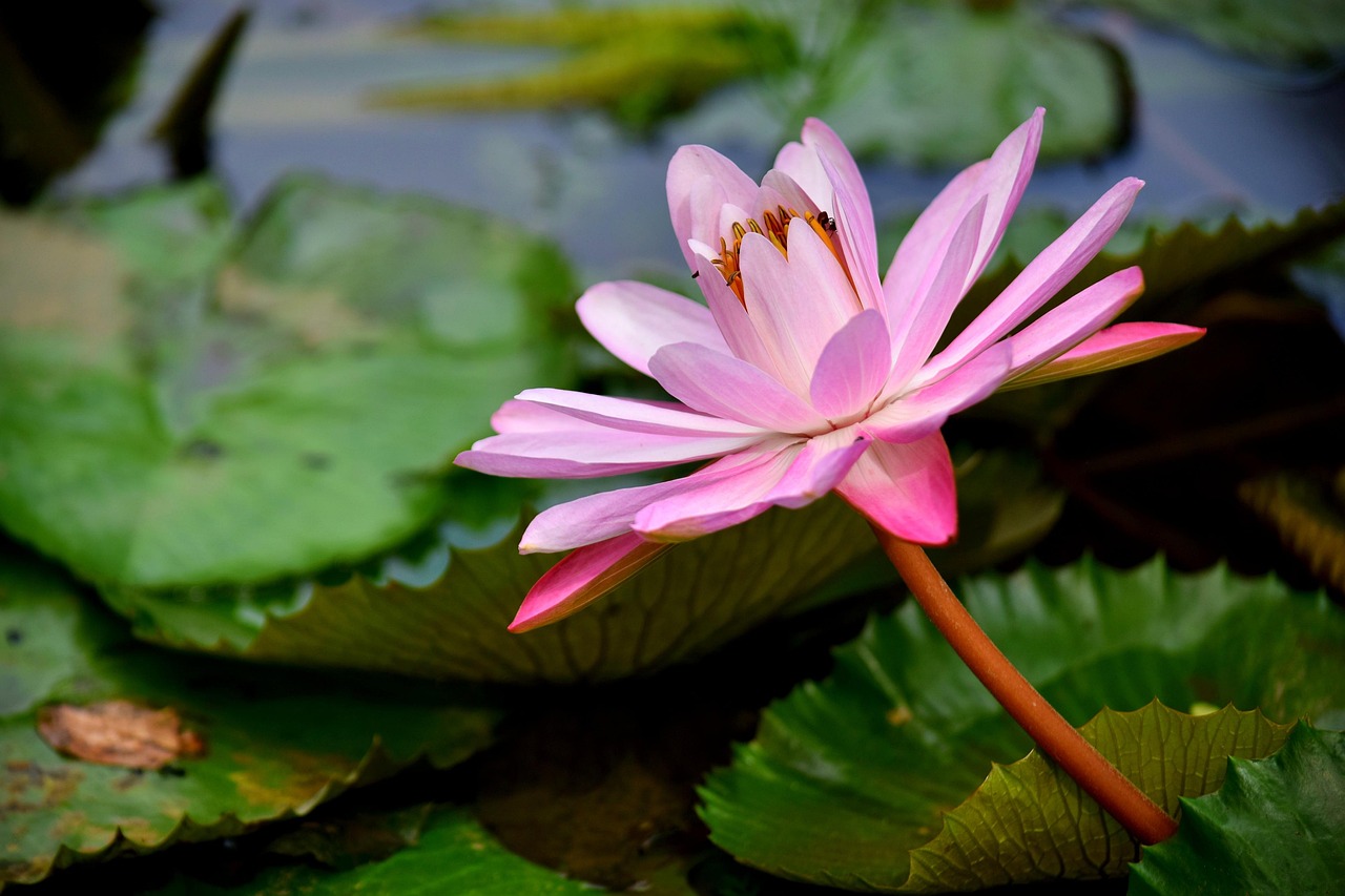10+ Free Pink Gun & Pink Images - Pixabay