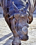 rhino, animal, mammal