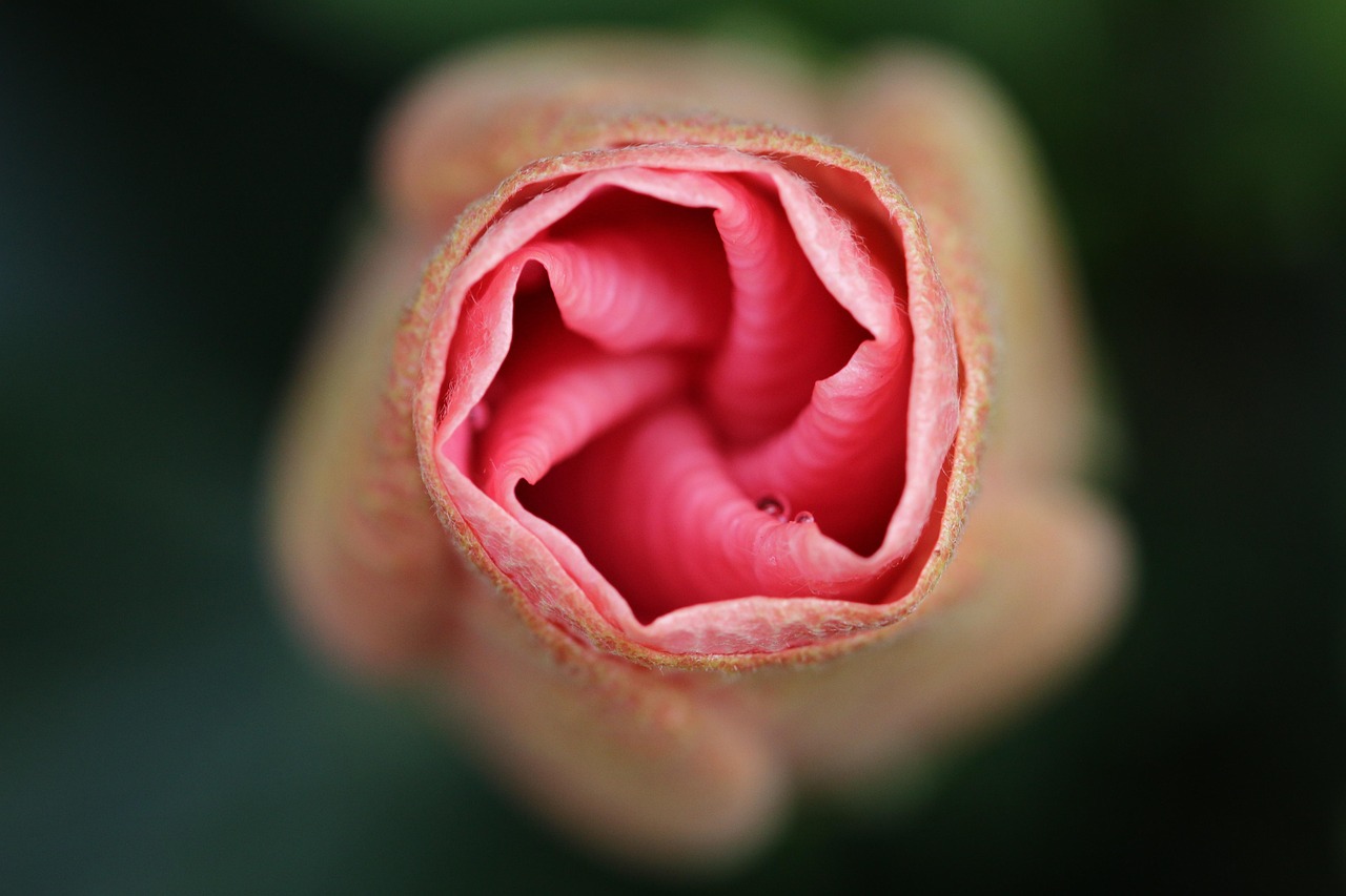 花 花弁 自然 - Pixabayの無料写真 - Pixabay