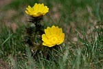 nature, flora, flower