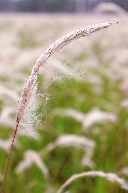Gras, Natur, Sommer, Wachstum, Flora
