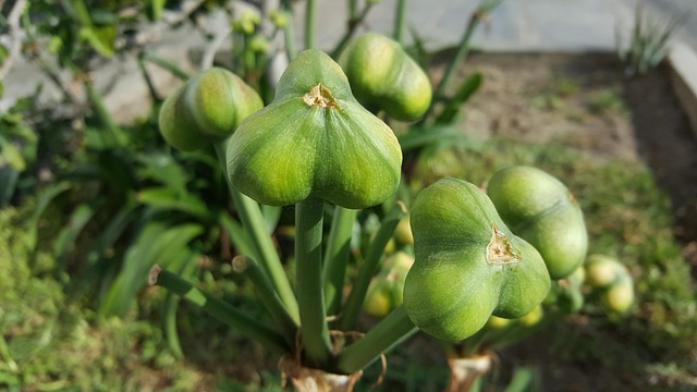 Free Food Nature photo and picture