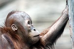 orangutan, primates, mammals