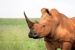portrait of a white rhinoceros, square lipped, rhinoceros