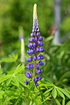 lupine, flower, nature