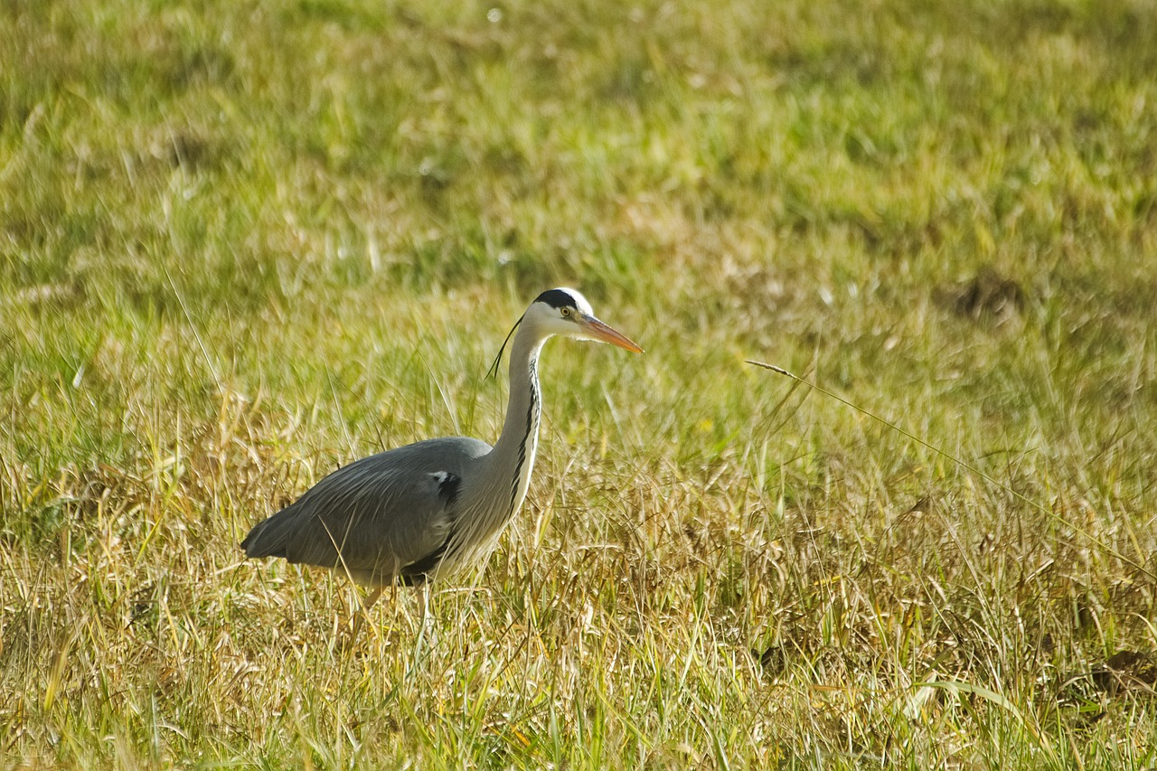 灰色のサギ アオサギ サギ - Pixabayの無料写真 - Pixabay