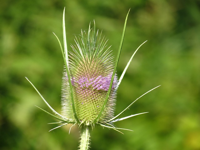 Free Wild Card Flowers photo and picture